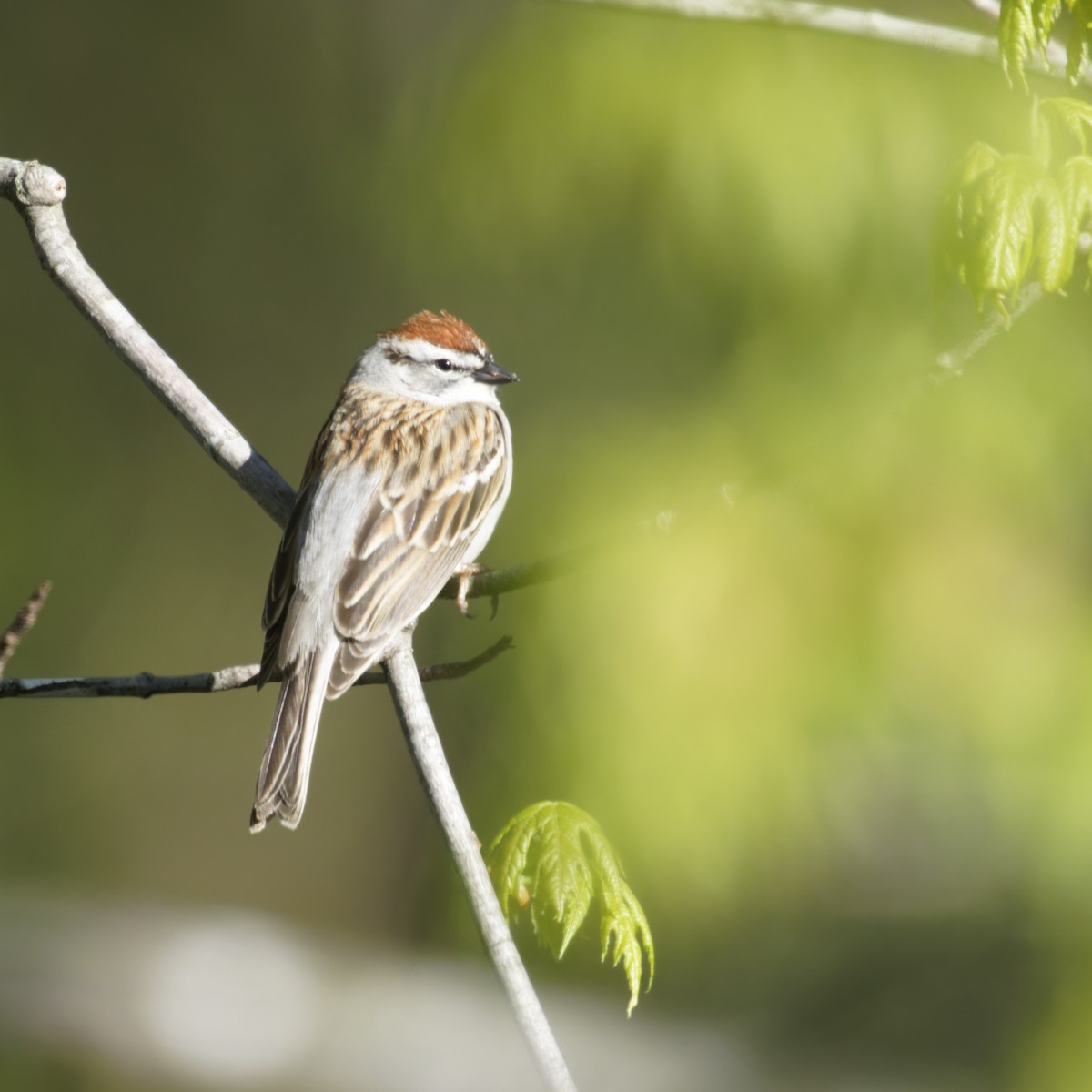 Chipping Sparrow - ML618409679