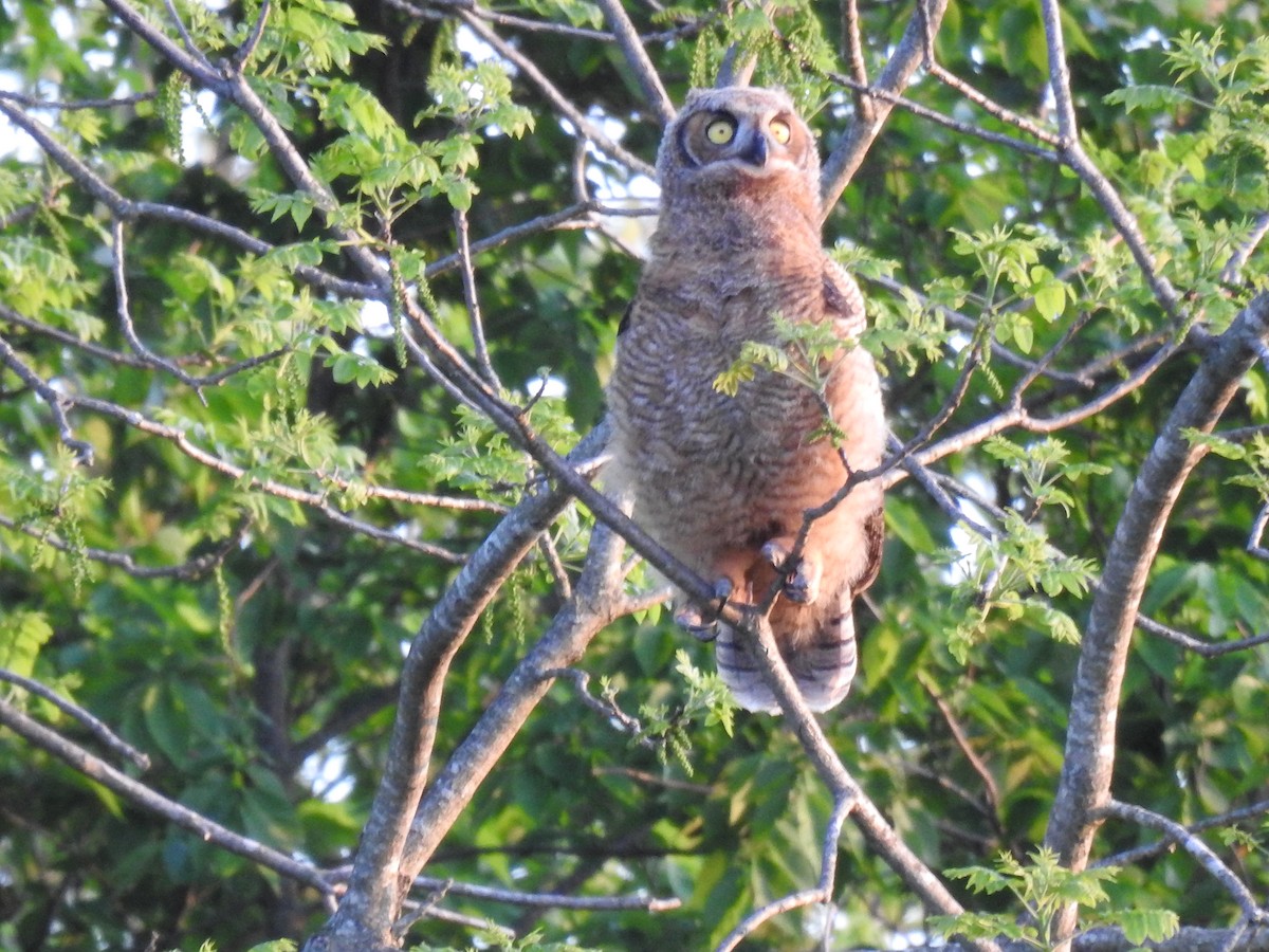 Great Horned Owl - ML618409692