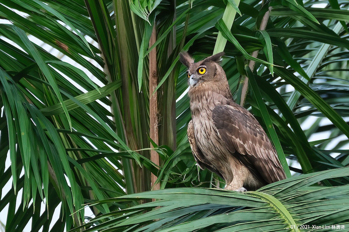 Dusky Eagle-Owl - ML618409700