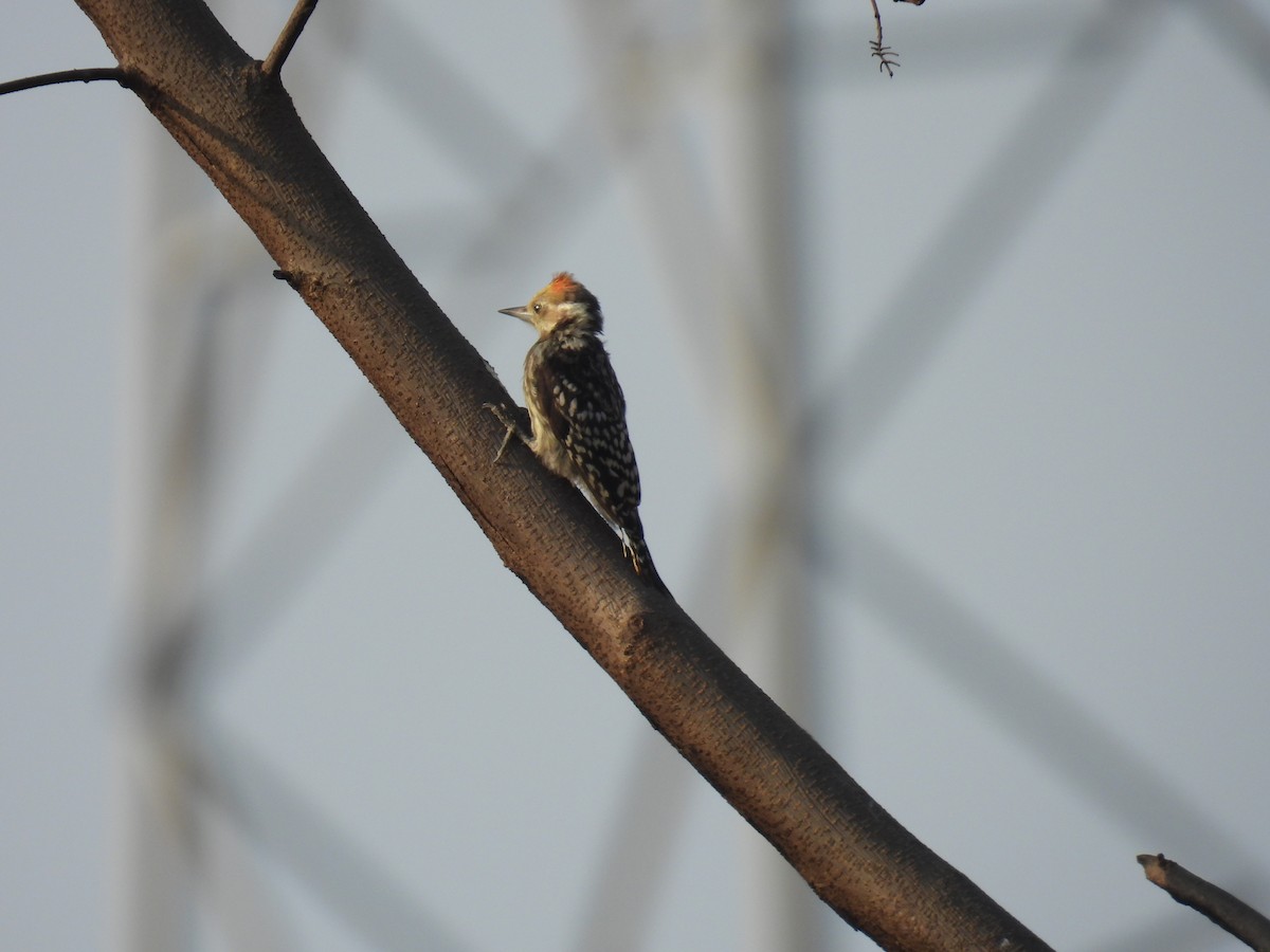 Yellow-crowned Woodpecker - ML618409721