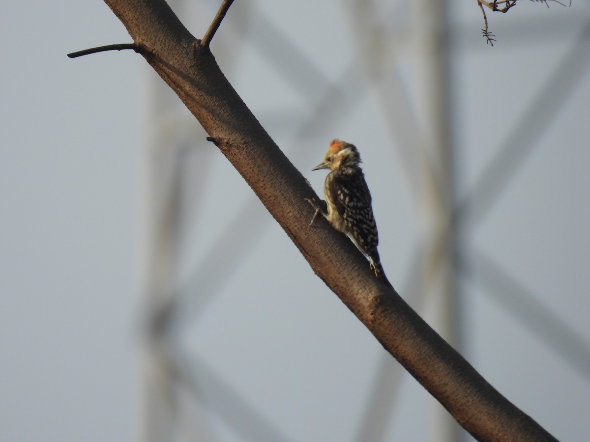 Yellow-crowned Woodpecker - ML618409722