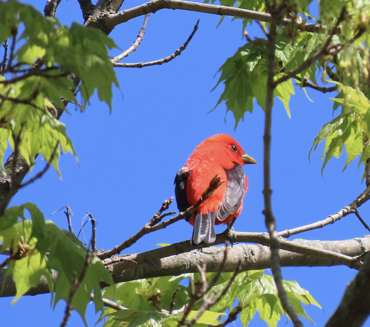 Scarlet Tanager - Sonia Efron