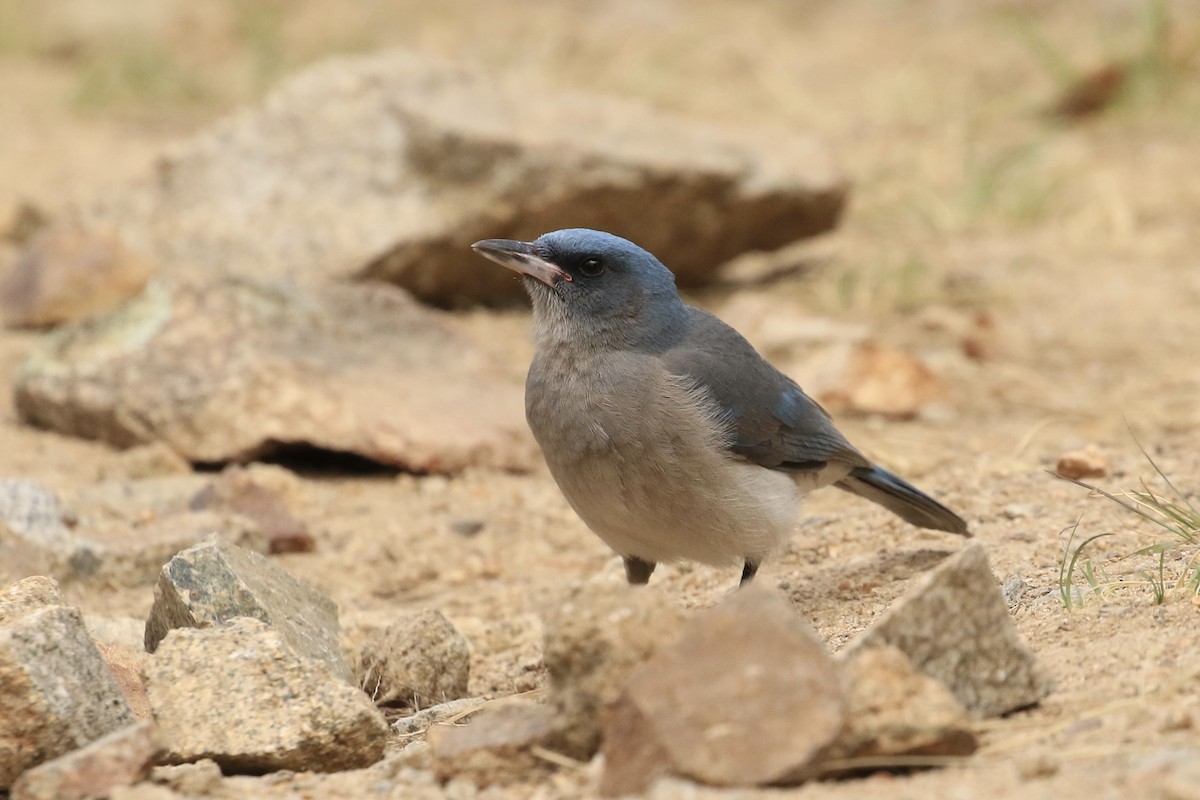 Mexican Jay - ML618409745