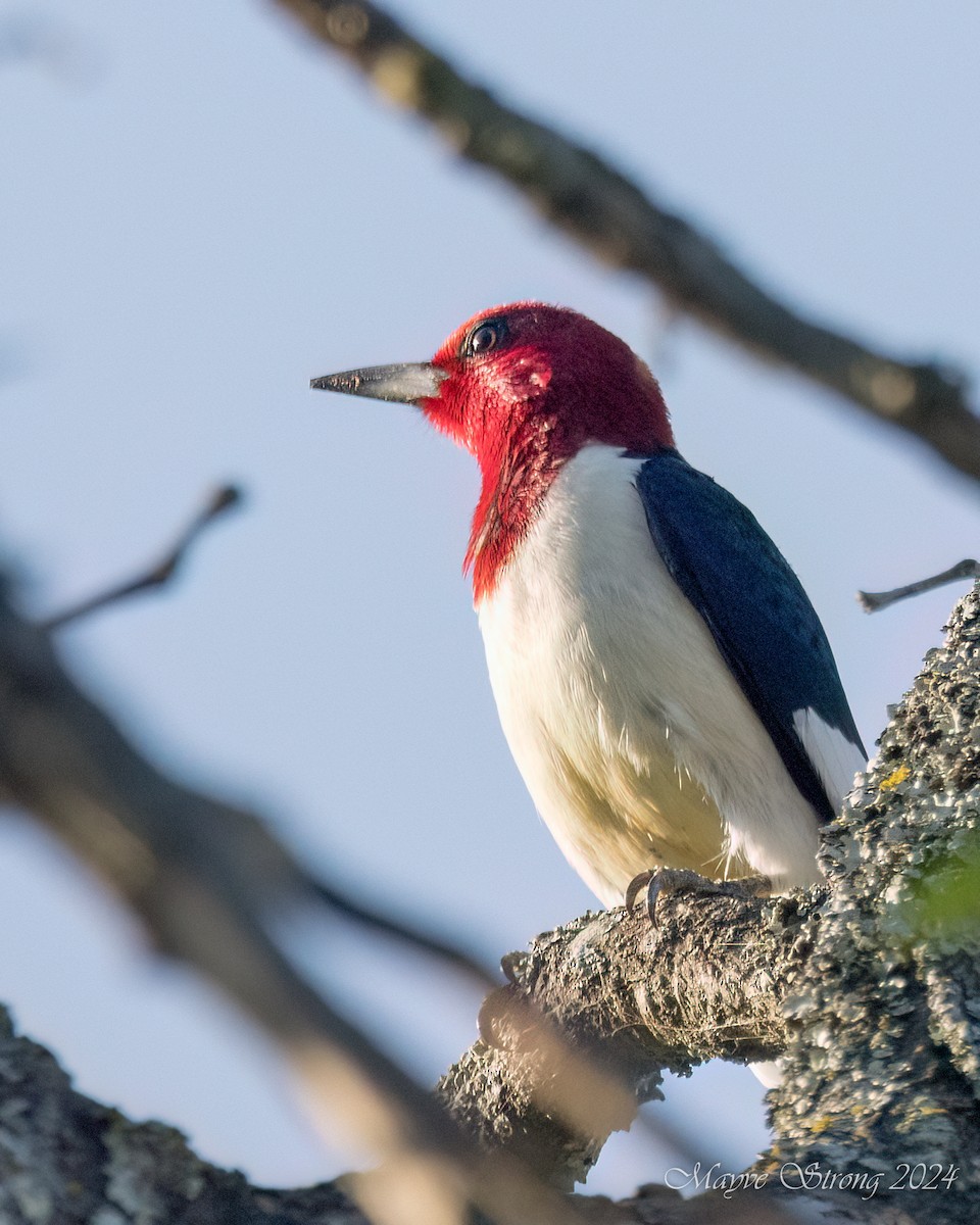 Red-headed Woodpecker - ML618409759