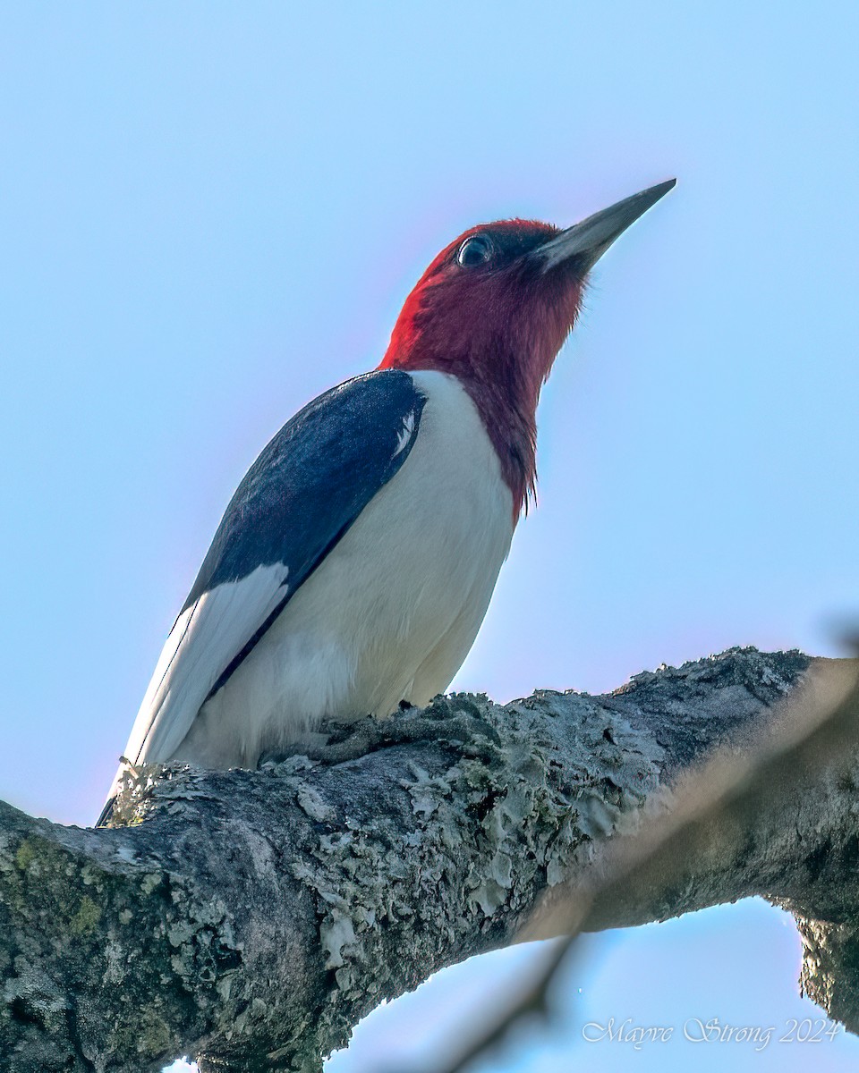 Red-headed Woodpecker - ML618409760