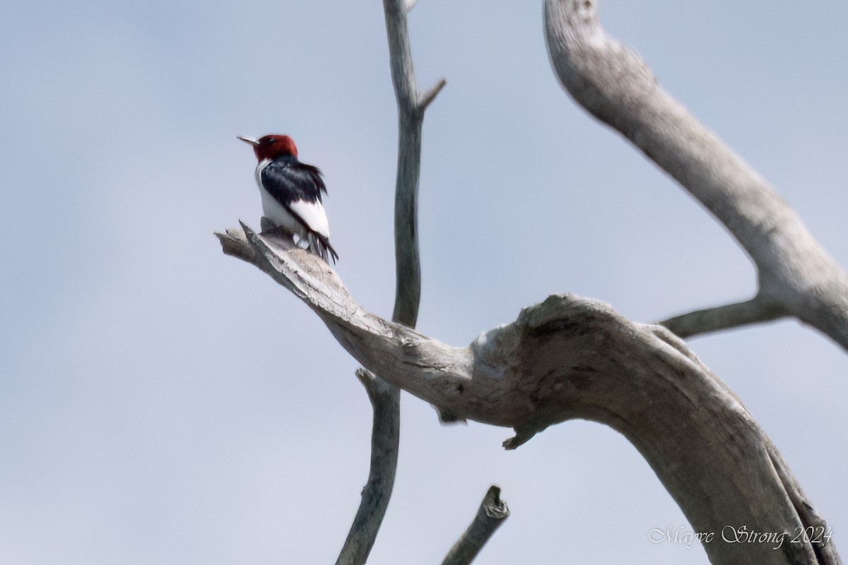 Red-headed Woodpecker - ML618409761
