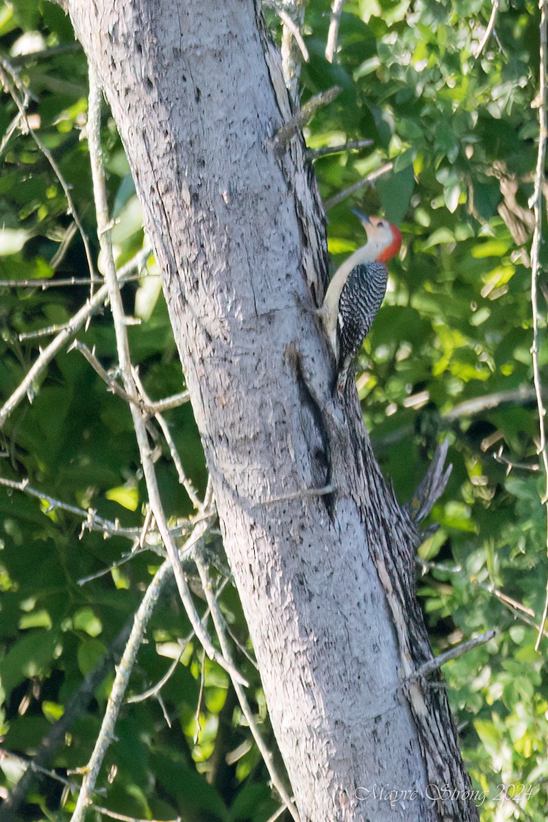 Red-bellied Woodpecker - Mayve Strong