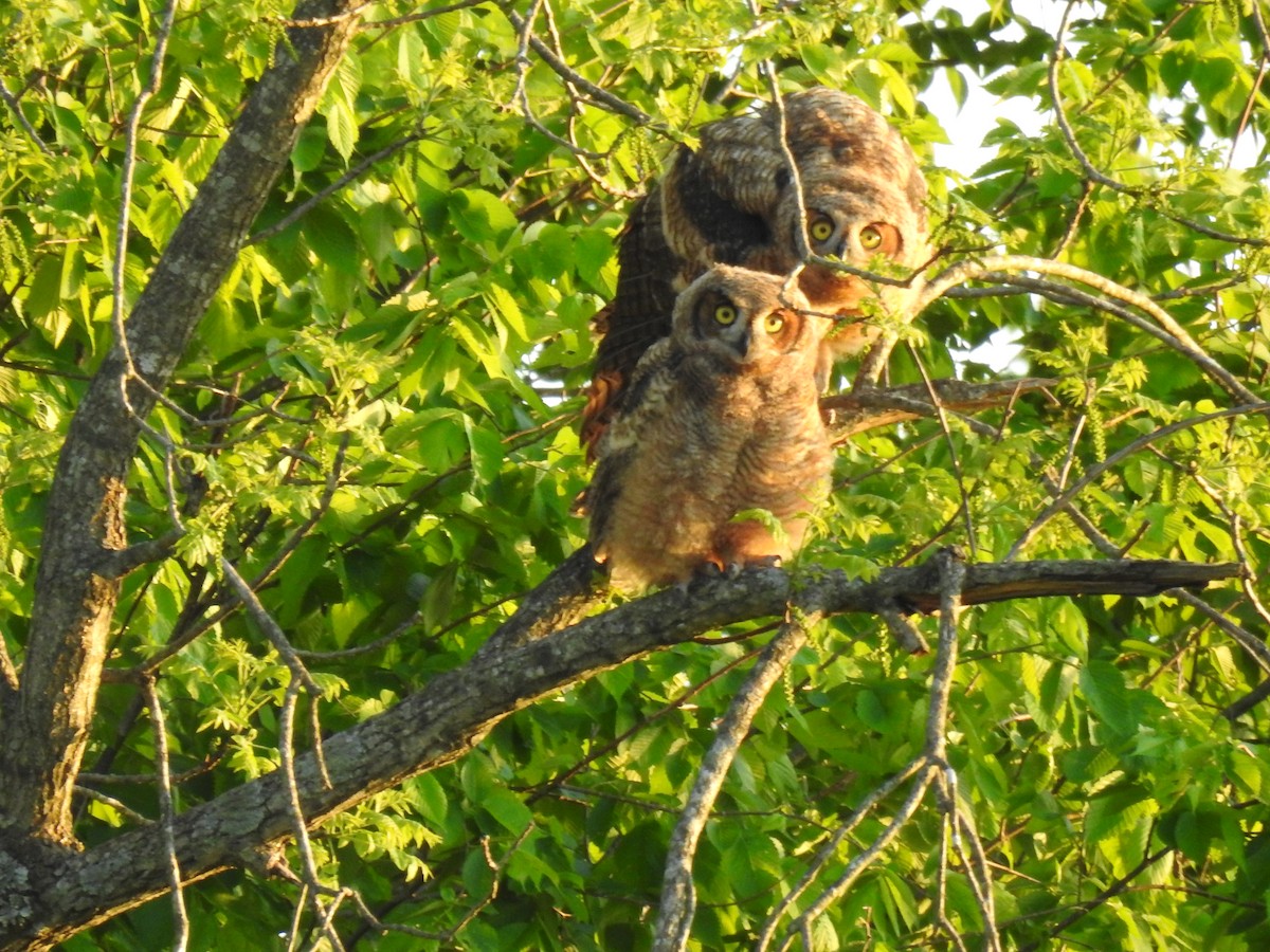 Great Horned Owl - ML618409772
