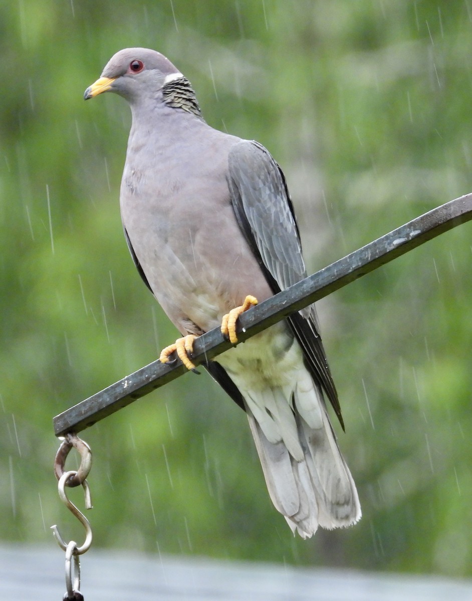 Band-tailed Pigeon - ML618409792