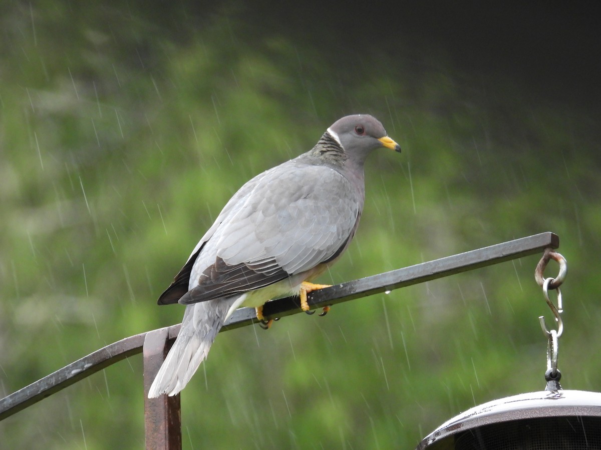 Band-tailed Pigeon - Lawrence Datnoff