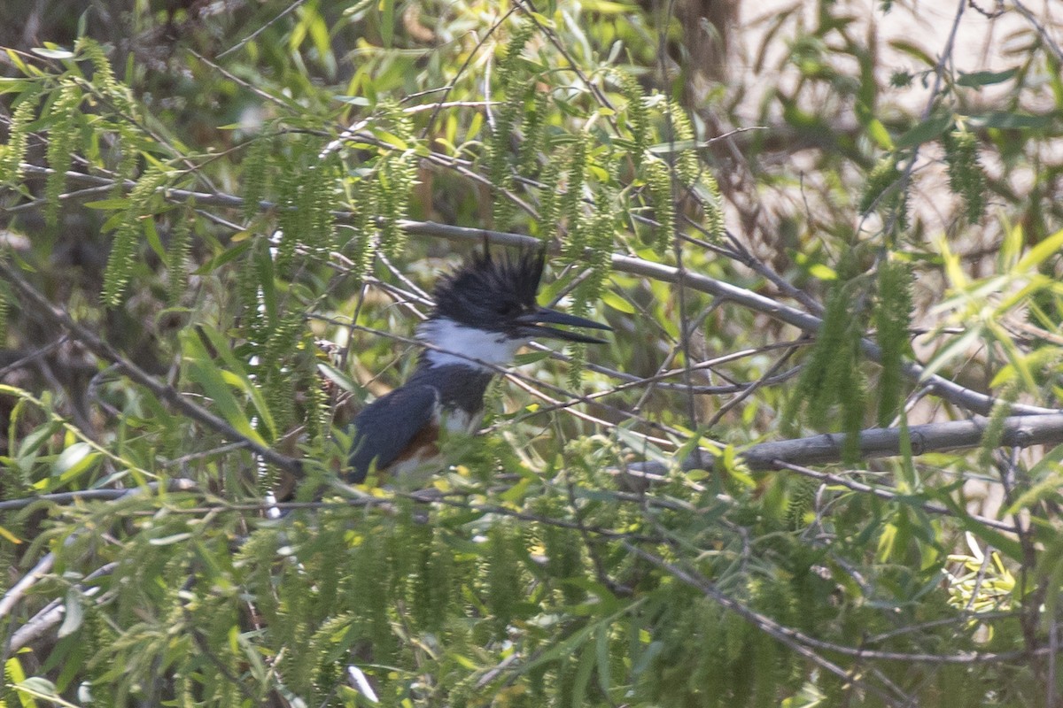 Belted Kingfisher - ML618409798