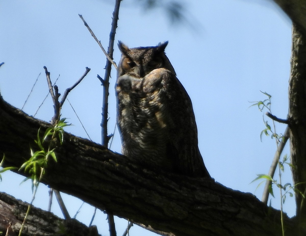 Great Horned Owl - ML618409802