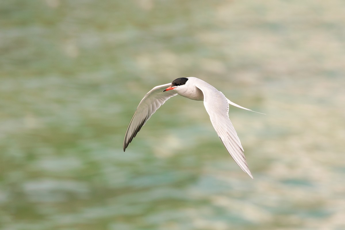 Common Tern - Nelli Savelieva