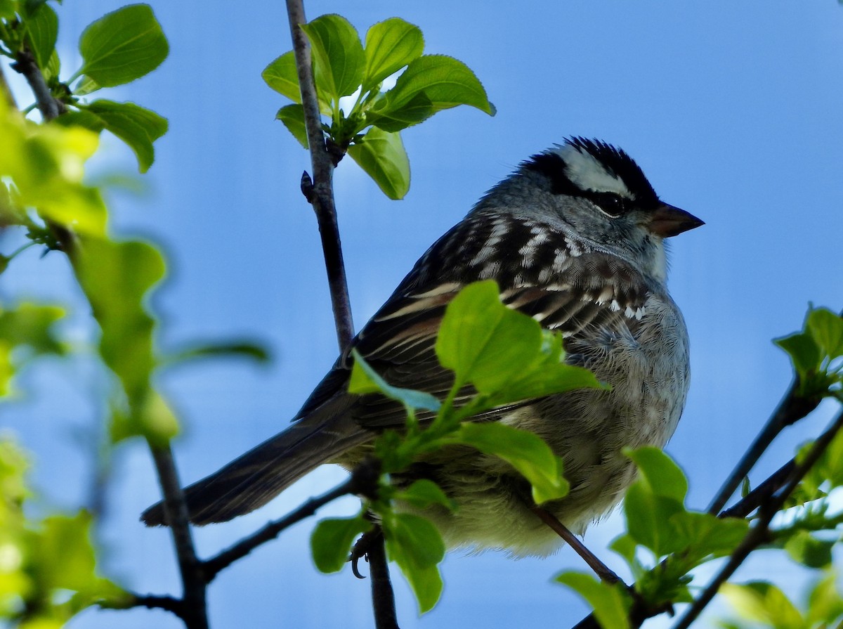 White-crowned Sparrow - ML618409833
