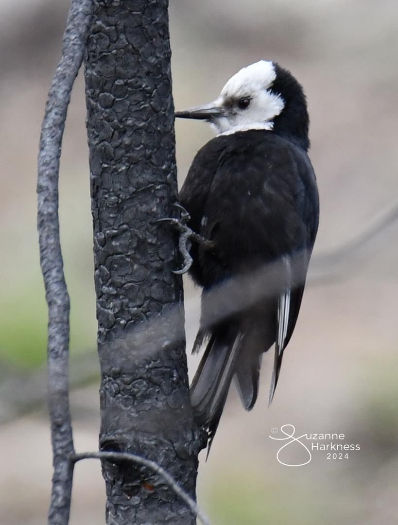 White-headed Woodpecker - ML618409835