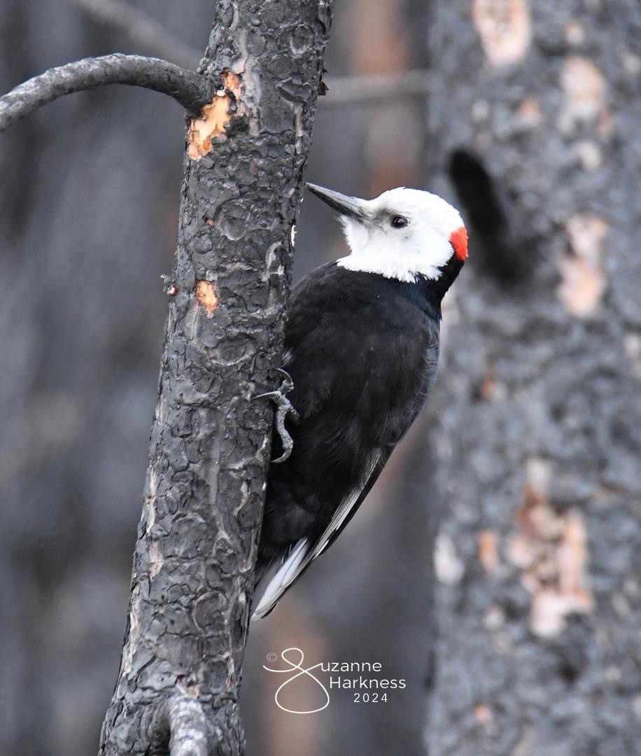 White-headed Woodpecker - ML618409836