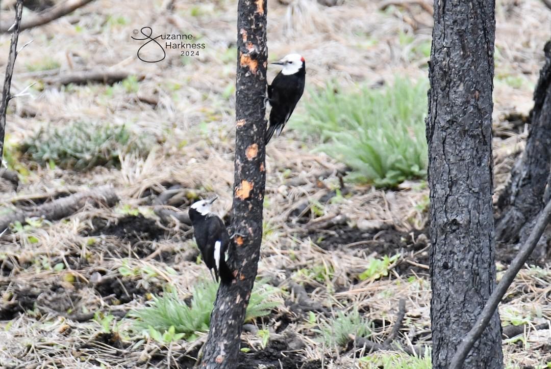 White-headed Woodpecker - ML618409837
