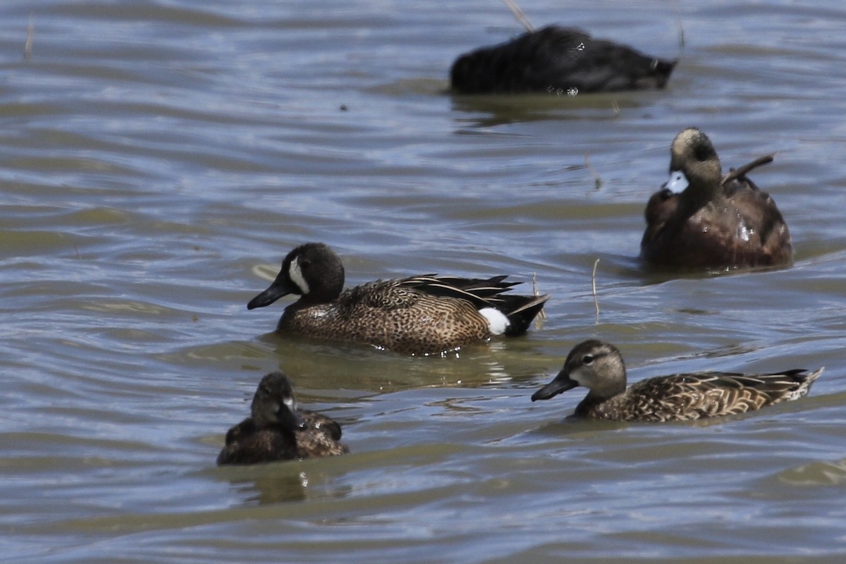 Blue-winged Teal - ML618409841