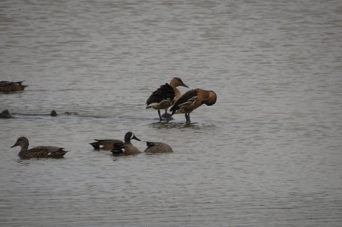 Fulvous Whistling-Duck - ML618409849