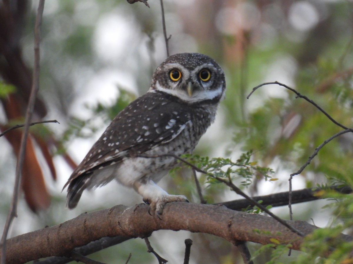 Spotted Owlet - ML618409877