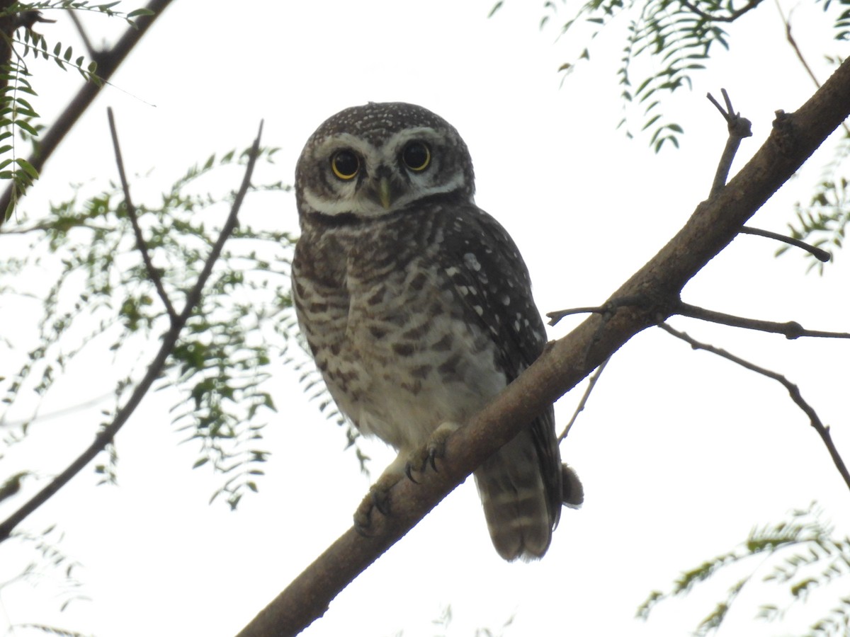 Spotted Owlet - ML618409878