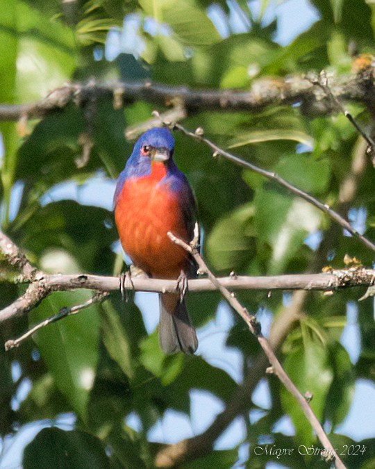 Painted Bunting - ML618409880