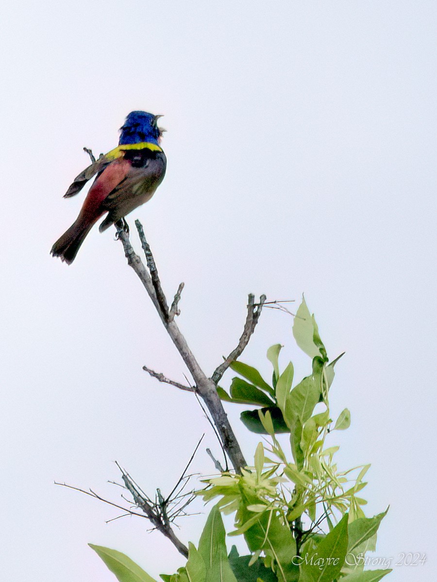 Painted Bunting - ML618409881