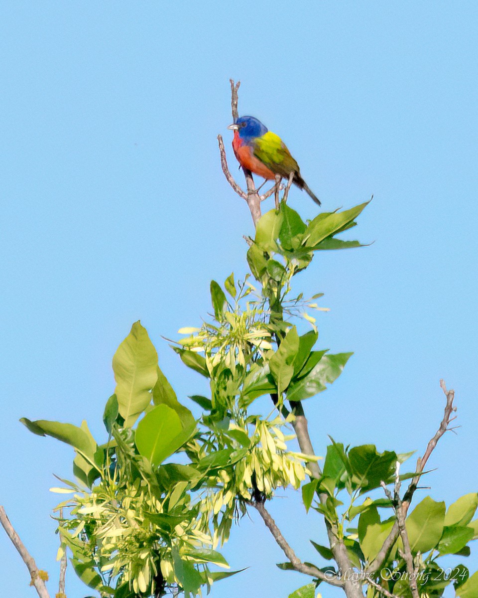 Painted Bunting - ML618409882