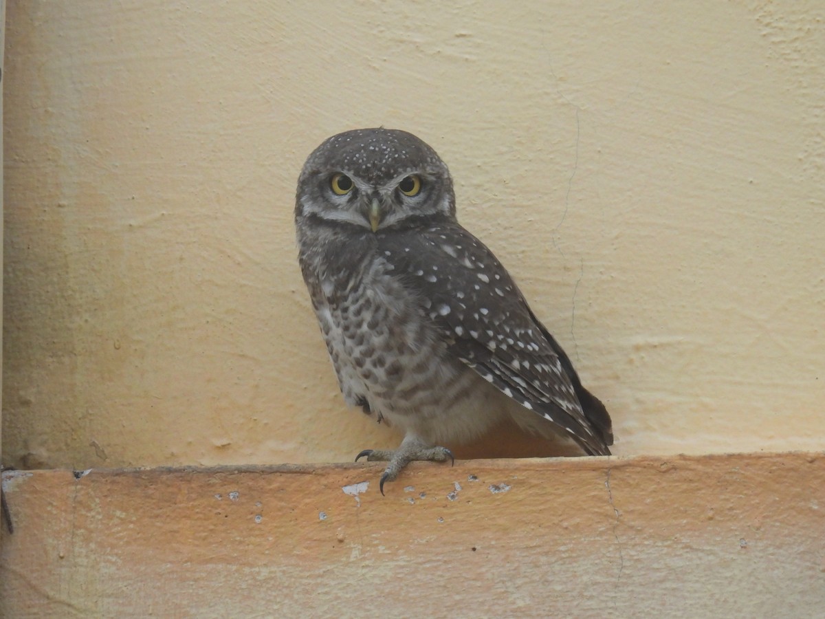 Spotted Owlet - ML618409888