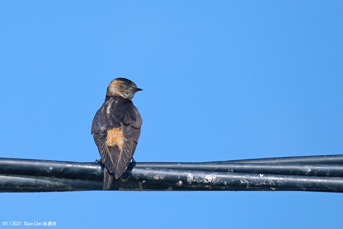 Red-rumped Swallow - ML618409891