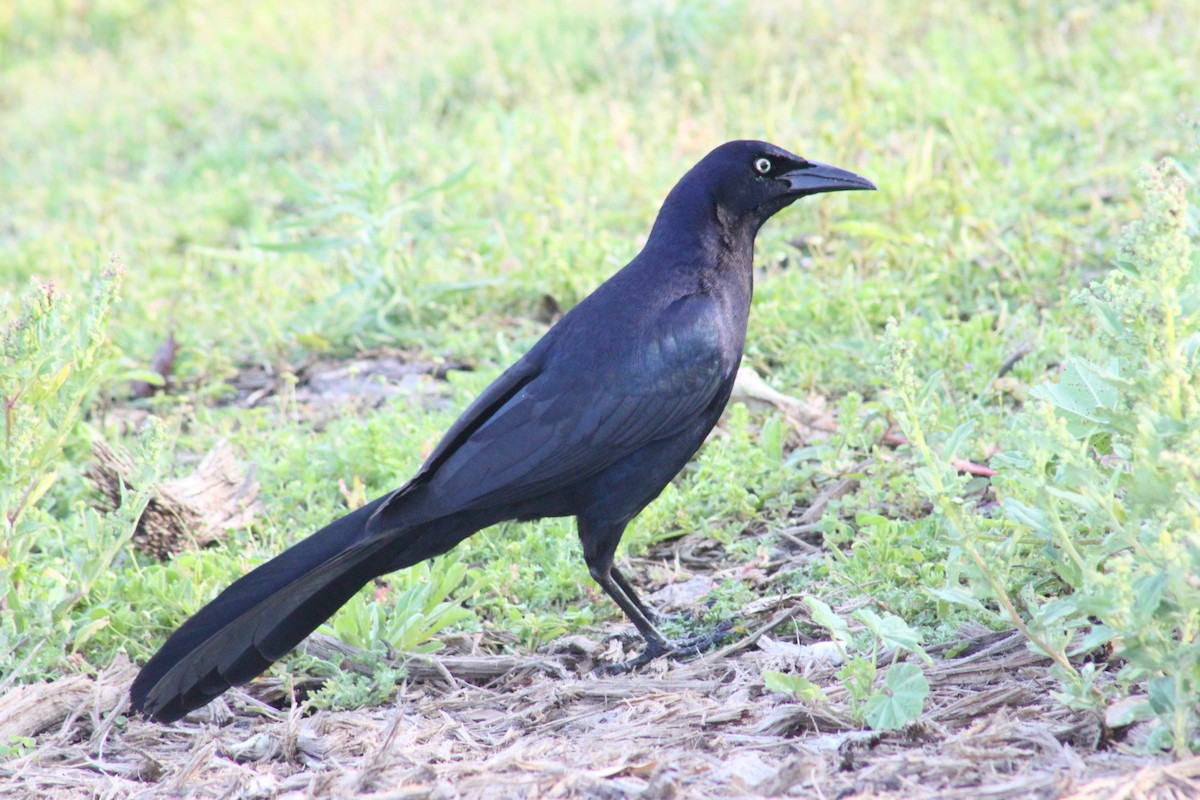 Great-tailed Grackle - ML618409906