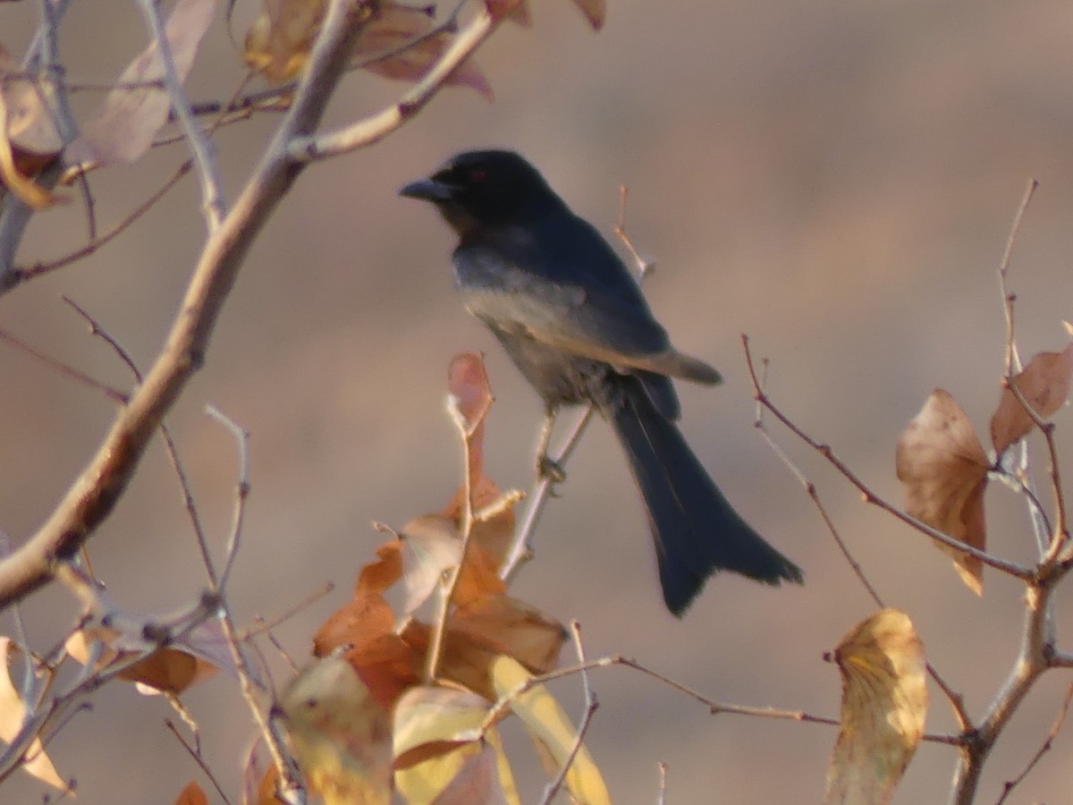 Fork-tailed Drongo - ML618409917