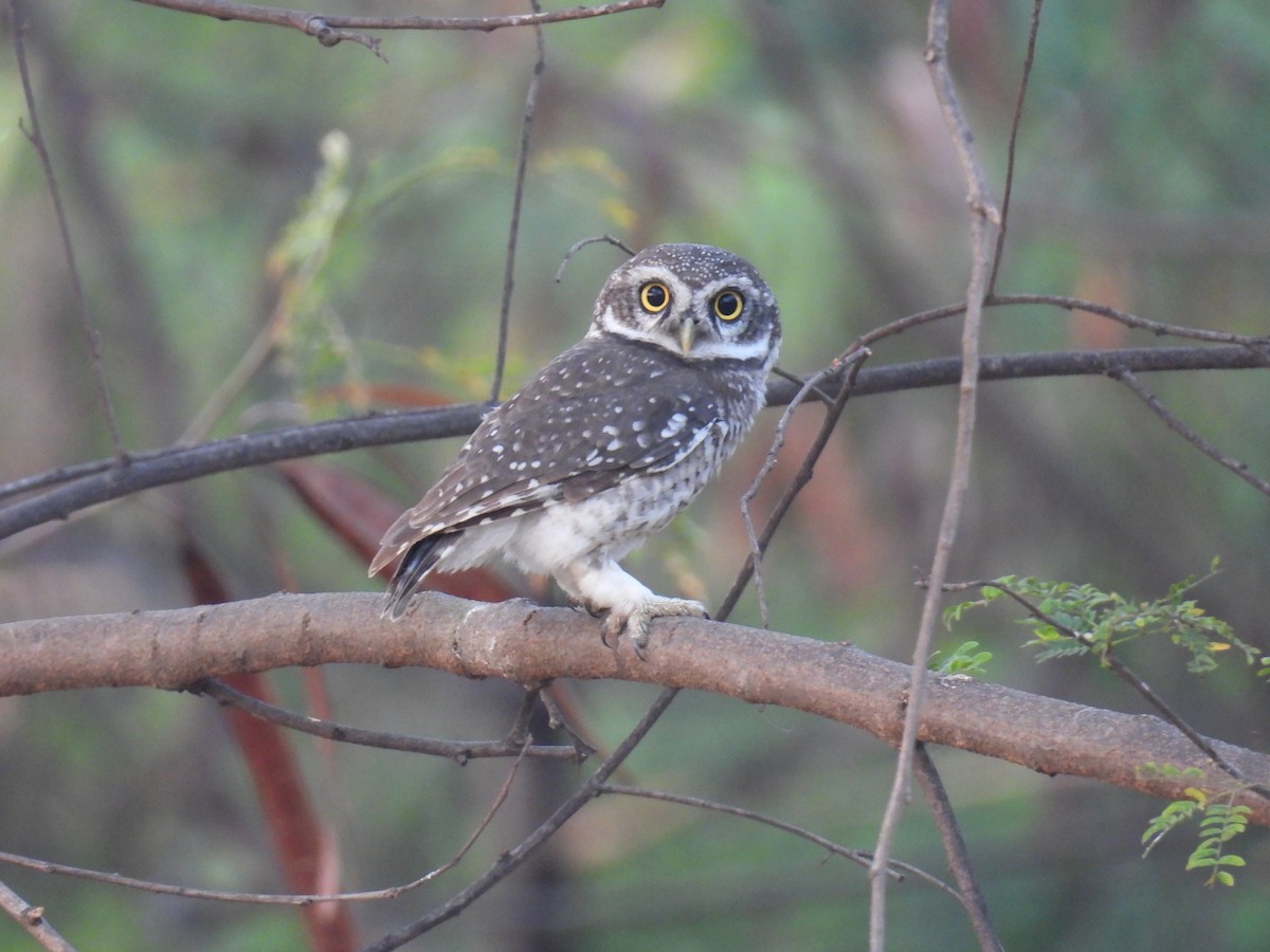 Spotted Owlet - ML618409938