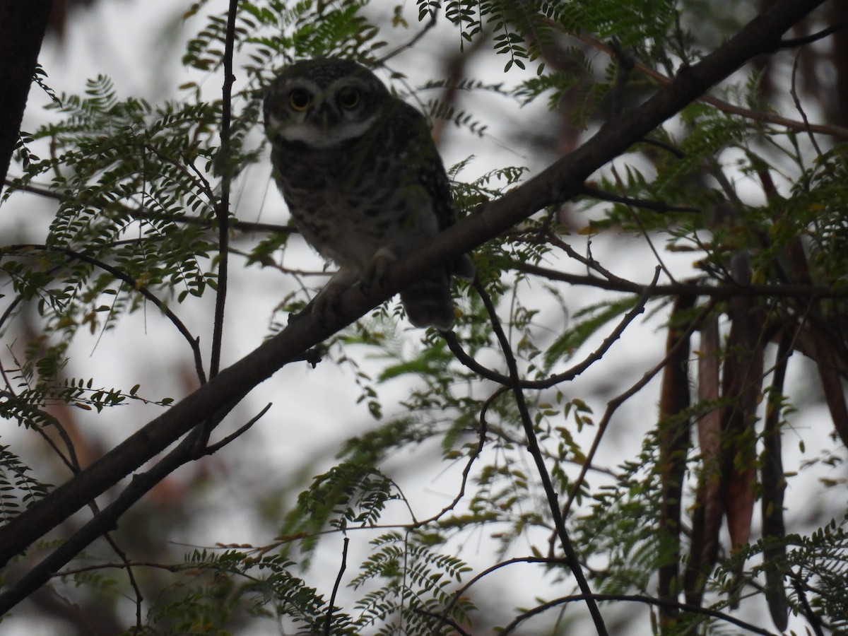 Spotted Owlet - ML618409940