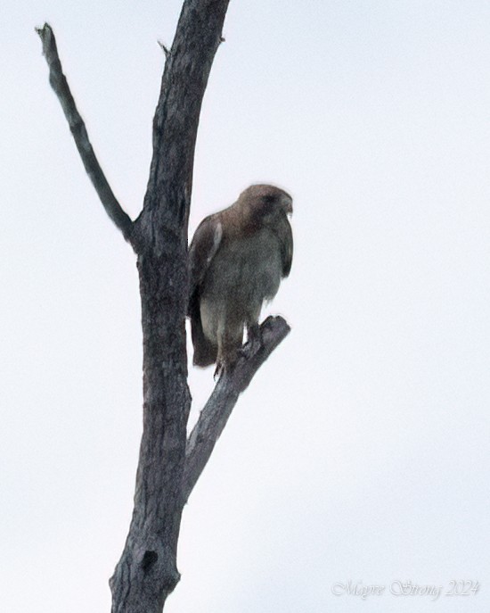 Red-tailed Hawk - ML618409951