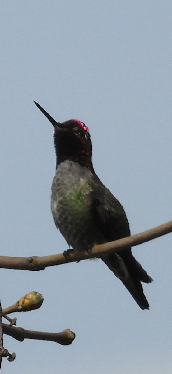 Anna's Hummingbird - ML618409952