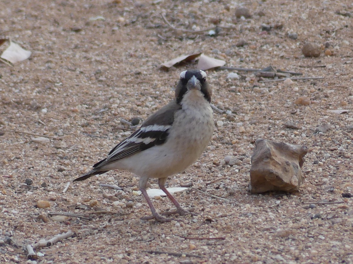 White-browed Sparrow-Weaver - ML618409974