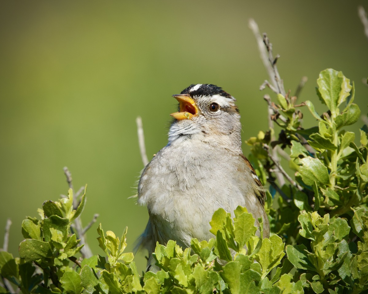 White-crowned Sparrow - ML618409975