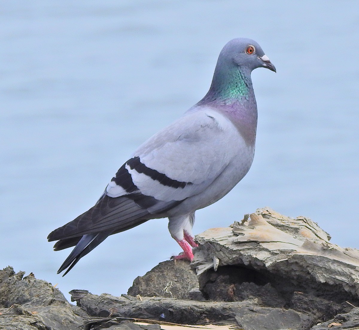 Rock Pigeon (Feral Pigeon) - Arlango Lee