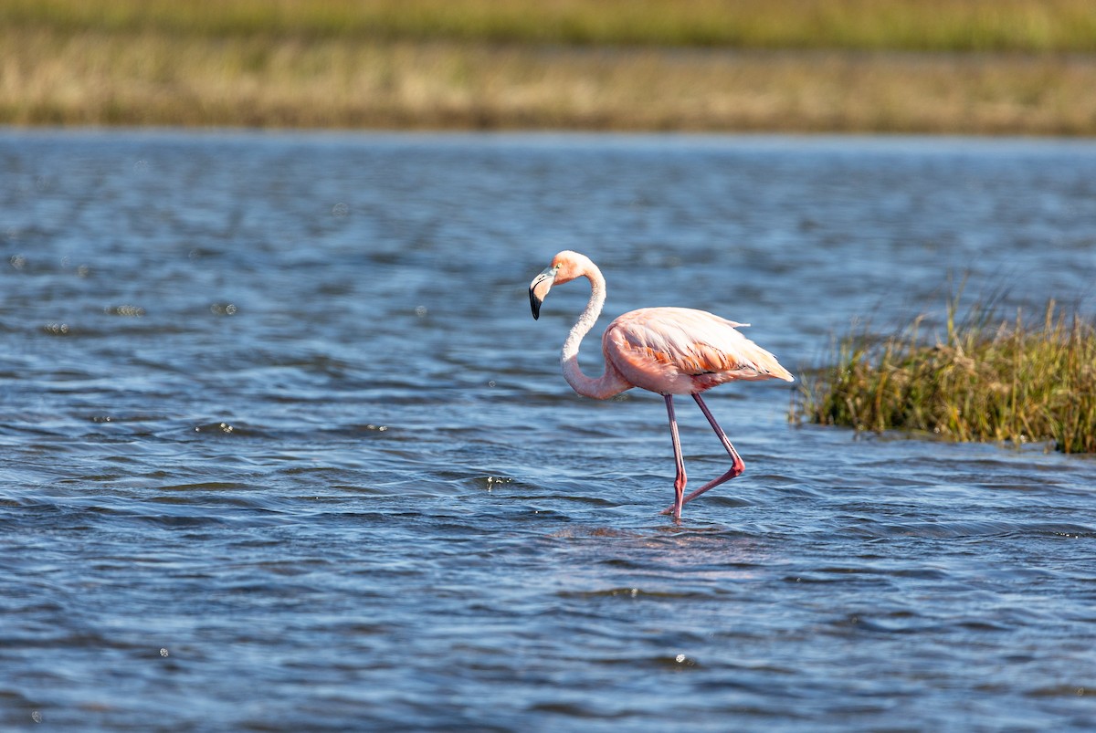 American Flamingo - ML618410101