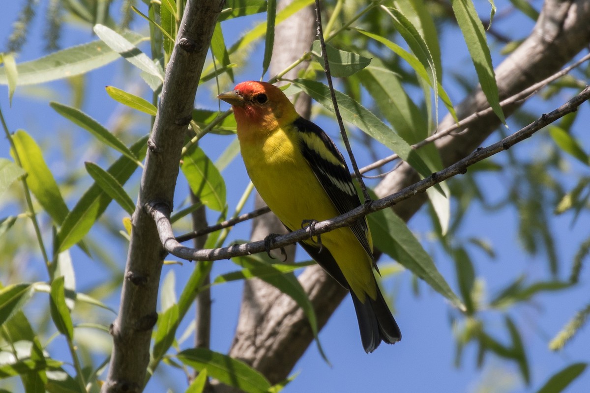 Western Tanager - ML618410115