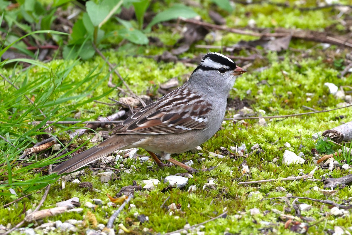 White-crowned Sparrow - ML618410132