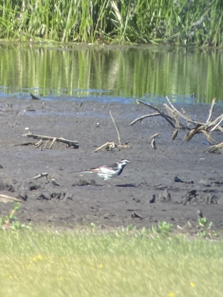 White Wagtail (Black-backed) - ML618410135
