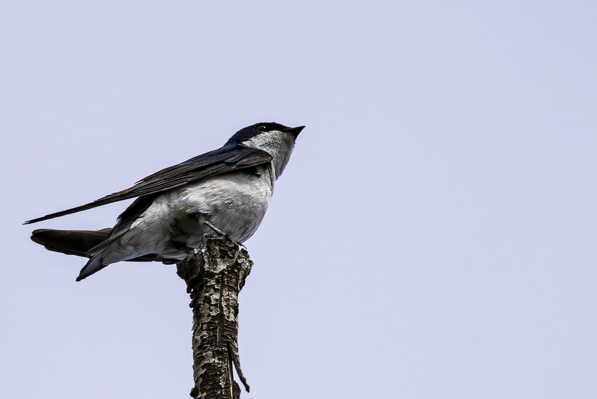 Tree Swallow - ML618410185