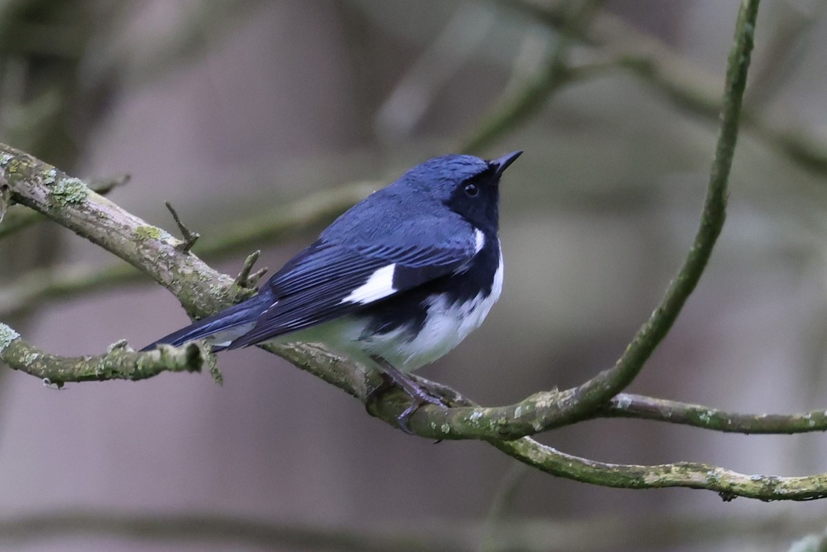 Black-throated Blue Warbler - ML618410203