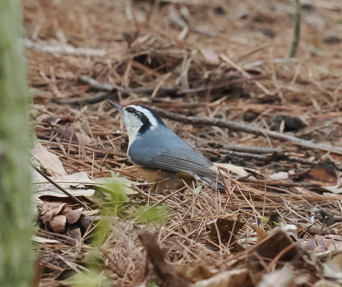 Red-breasted Nuthatch - ML618410216