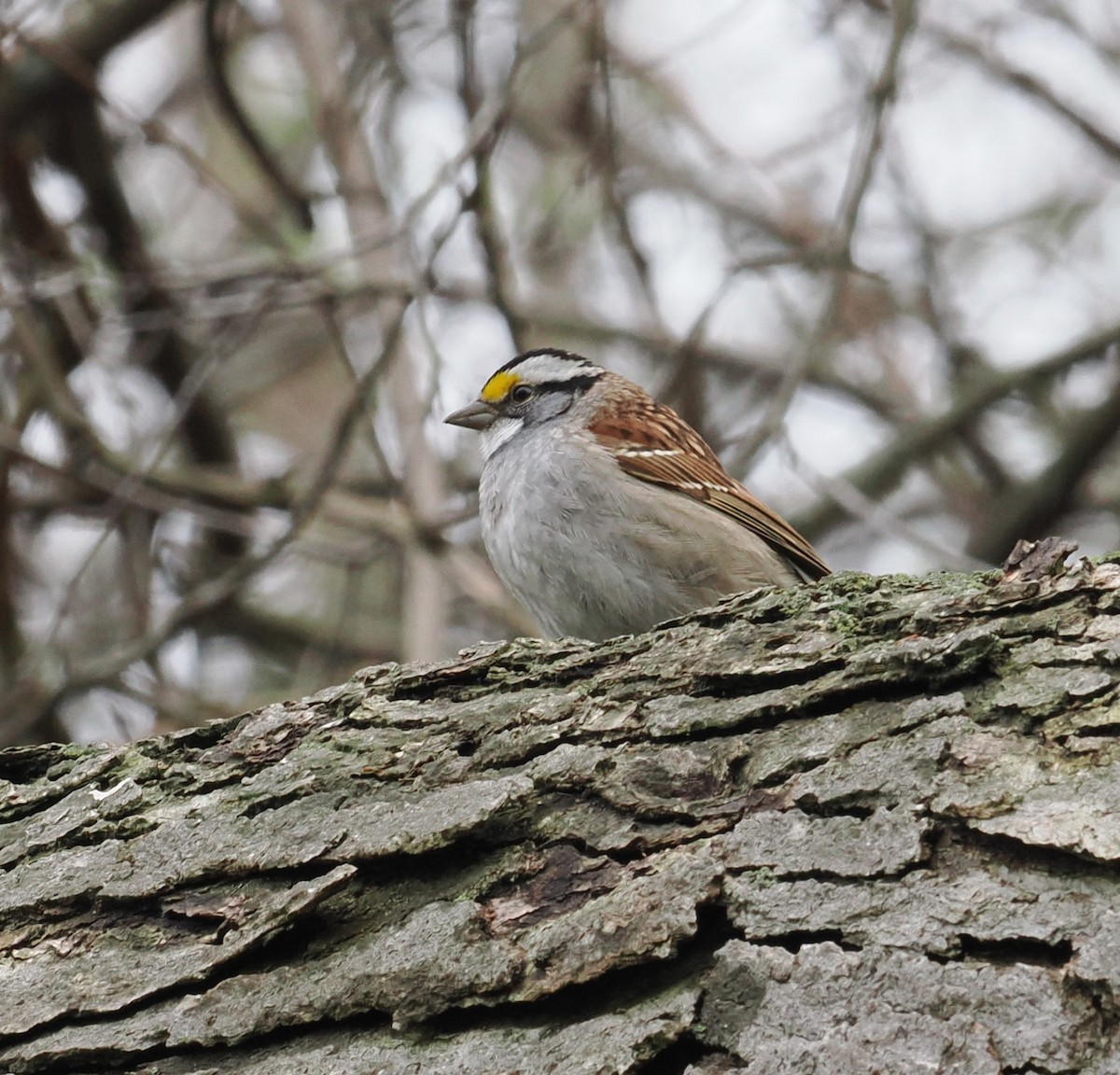 White-throated Sparrow - ML618410227