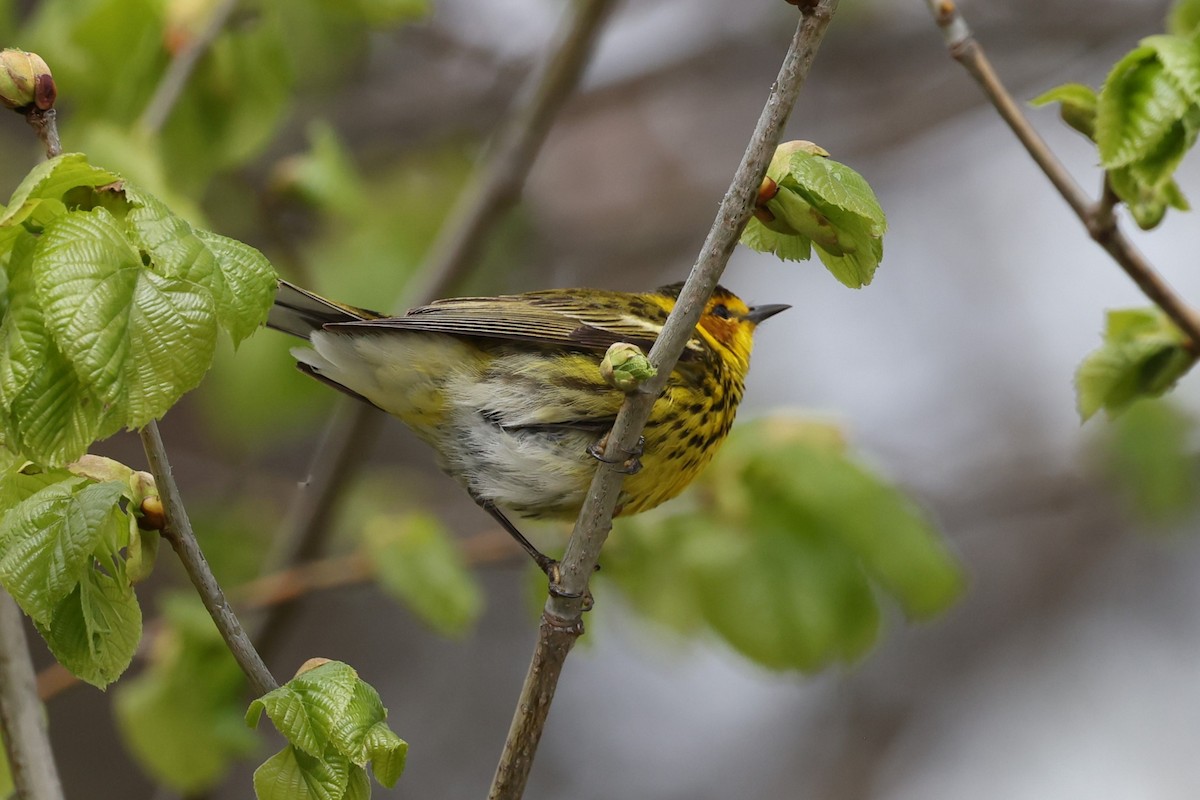 Cape May Warbler - ML618410229