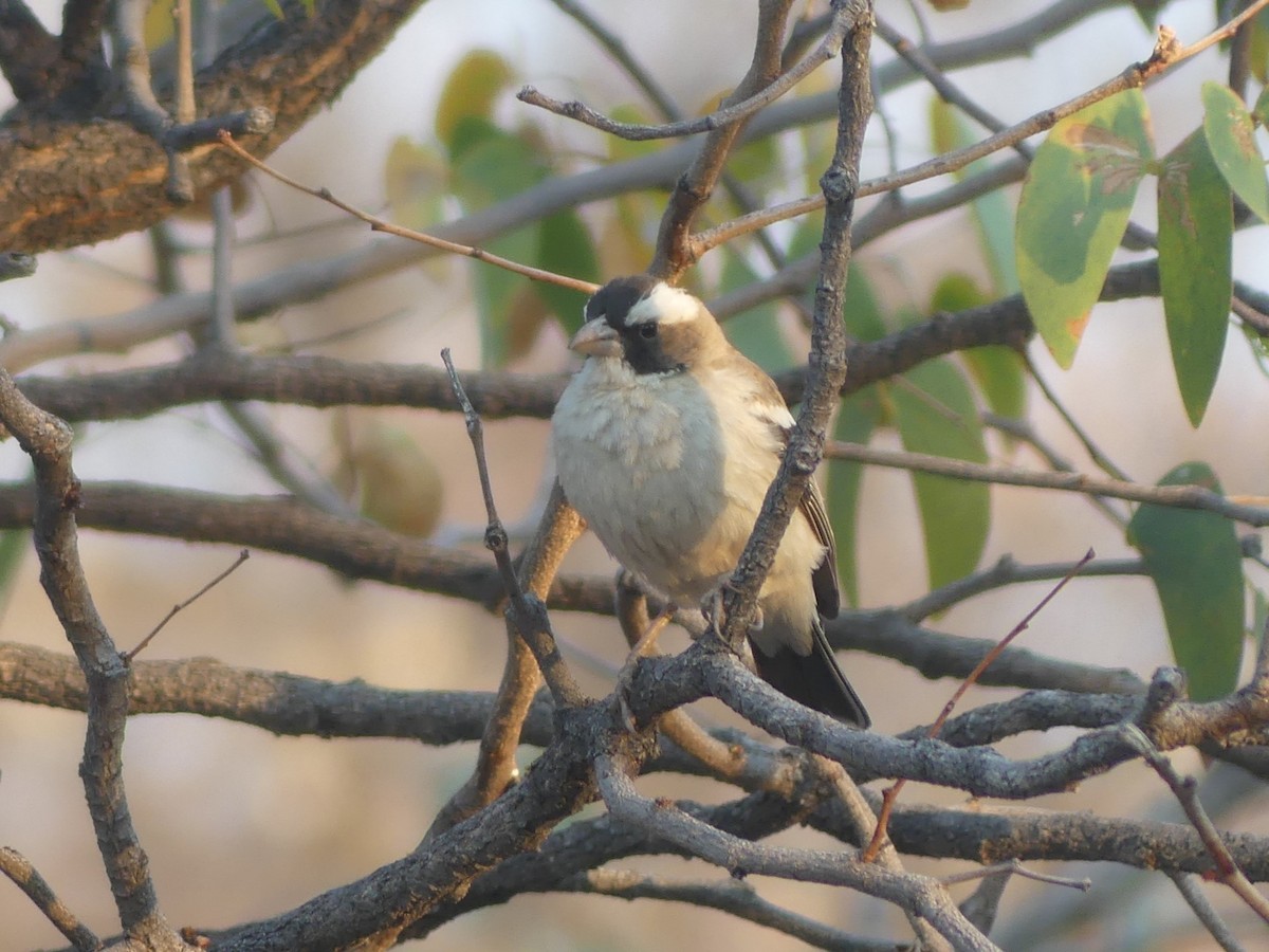 White-browed Sparrow-Weaver - ML618410230