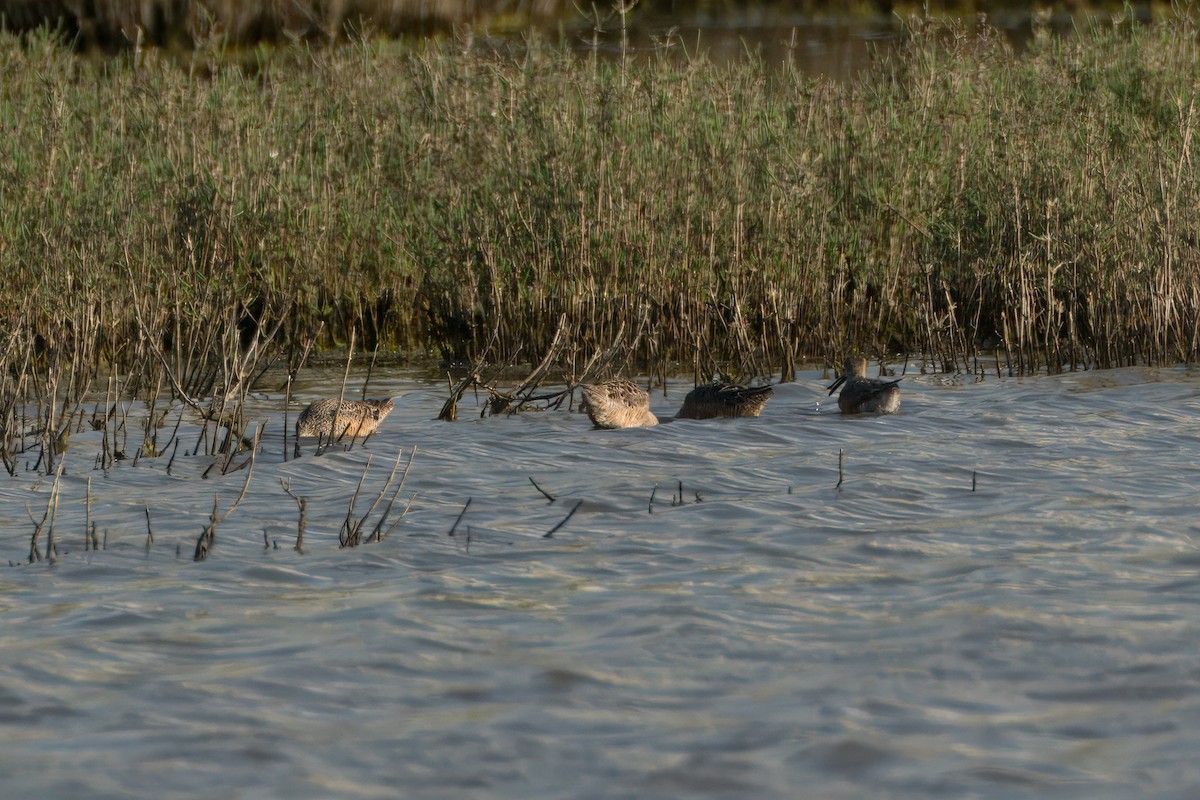 Long-billed Dowitcher - ML618410257